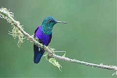 Crowned Woodnymph at Valle del Cauca, Colombia