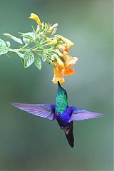 Crowned Woodnymph flying at Colombia