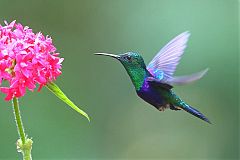 Crowned Woodnymph flying at Colombia