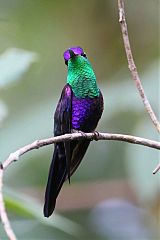 Crowned Woodnymph perching/standing at Panama