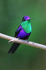Crowned Woodnymph perching/standing at Panama