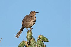 Curve-billed Thrasher perching/standing at Texas, United States