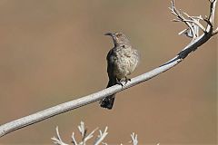 Curve-billed Thrasher perching/standing at Texas, United States