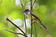 Dusky-capped Flycatcher perching/standing at Panama