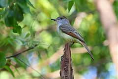 Dusky-capped Flycatcher perching/standing at El Salvador