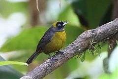 Dusky-faced Tanager perching/standing at Panama