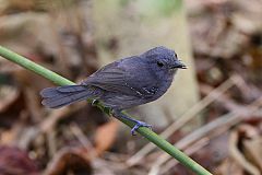 Dusky Antbird perching/standing at Panama
