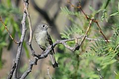 Dusky Flycatcher perching/standing at Texas, United States