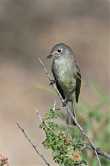 Dusky Flycatcher perching/standing at Texas, United States