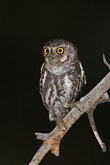 Elf Owl perching/standing at Texas, United States
