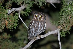 Elf Owl perching/standing at Texas, United States