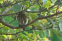 Ferruginous Pygmy-Owl perching/standing at Panama