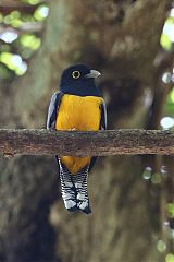 Gartered Violaceous Trogon perching/standing at Panama