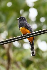 Gartered Violaceous Trogon perching/standing at Panama