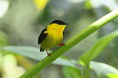 Golden-collared Manakin perching/standing at Panama