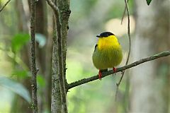 Golden-collared Manakin perching/standing at Panama
