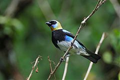 Golden-hooded Tanager perching/standing at Panama