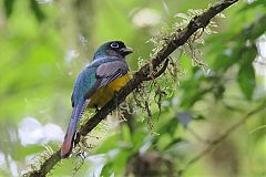 Graceful Black-throated Trogon perching/standing at Panama