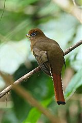Graceful Black-throated Trogon perching/standing at Panama
