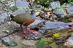 Gray-cowled Wood-Rail perching/standing at Panama