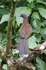 Gray-headed Chachalaca perching/standing at Panama