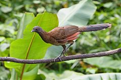 Gray-headed Chachalaca perching/standing at Panama