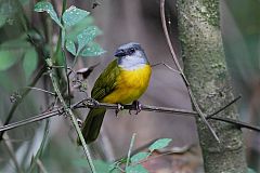 Gray-headed Tanager perching/standing at Panama