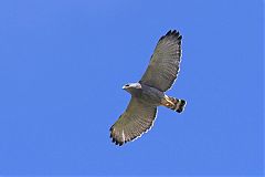 Gray Hawk flying at Texas, United States