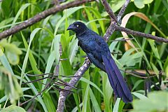 Greater Ani perching/standing at Colón, Panama