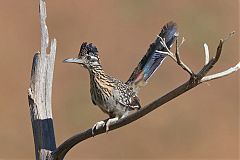 Greater Roadrunner perching/standing at Texas, United States