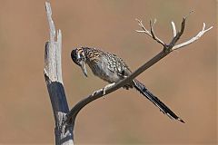 Greater Roadrunner calling/singing at Texas, United States