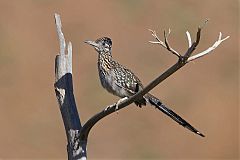 Greater Roadrunner perching/standing at Texas, United States