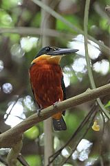 Green-and-rufous Kingfisher perching/standing at Panama
