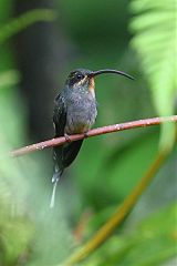Green Hermit at Colombia