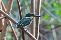Green Kingfisher perching/standing at El Salvador