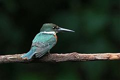 Green Kingfisher perching/standing at Panama