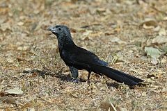 Groove-billed Ani perching/standing at El Salvador