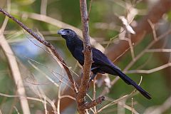 Groove-billed Ani perching/standing at El Salvador