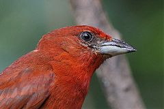 Hepatic Tanager at Panama