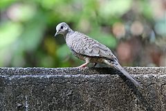 Inca Dove perching/standing at El Salvador