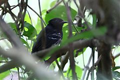Jet Antbird perching/standing at Panama