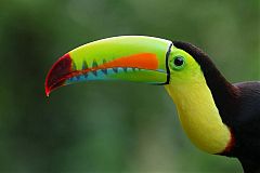 Keel-billed Toucan