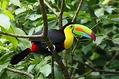 Keel-billed Toucan perching/standing at Panama