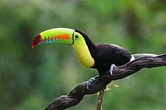 Keel-billed Toucan perching/standing at Panama