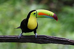 Keel-billed Toucan perching/standing at Panama