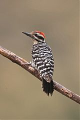 Ladder-backed Woodpecker perching/standing at Texas, United States