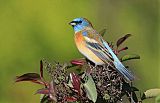 Birds in Focus - Photographer Bob Gress