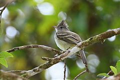 Lesser Elaenia perching/standing at Panama