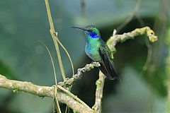 Lesser Violetear at Colombia