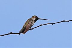 Long-billed Starthroat perching/standing at Panama